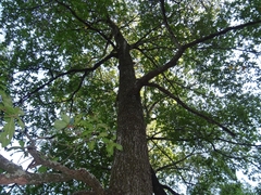 Quercus rysophylla