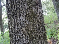 Quercus rysophylla