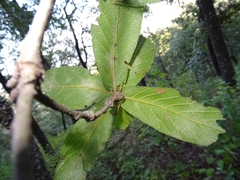 Quercus rysophylla