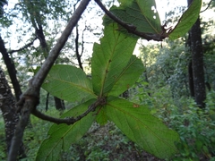 Quercus rysophylla