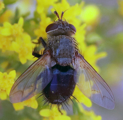 Archytas analis
