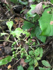 Psychotria carthagenensis