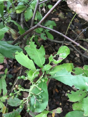 Psychotria carthagenensis image