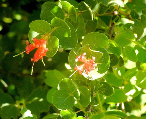 Round-leaf Honeysuckle (Lambertia orbifolia)