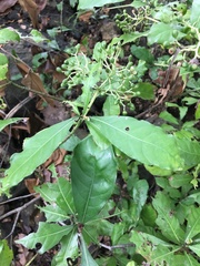 Psychotria carthagenensis