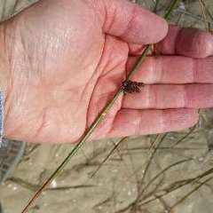 Juncus breweri