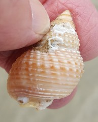 Nassarius fossatus