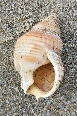 Nassarius fossatus