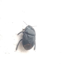 Pangaeus bilineatus