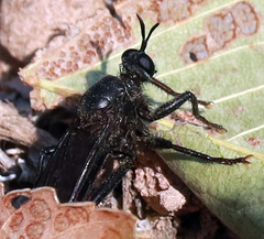Ospriocerus