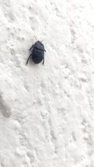 Pangaeus bilineatus