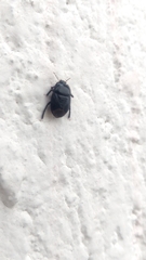Pangaeus bilineatus