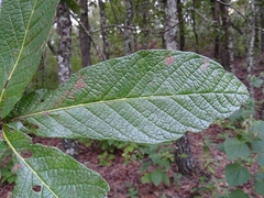 Quercus rysophylla