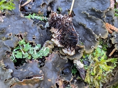 Peltigera elisabethae