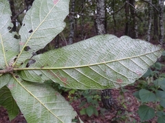 Quercus rysophylla
