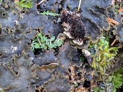 Peltigera elisabethae