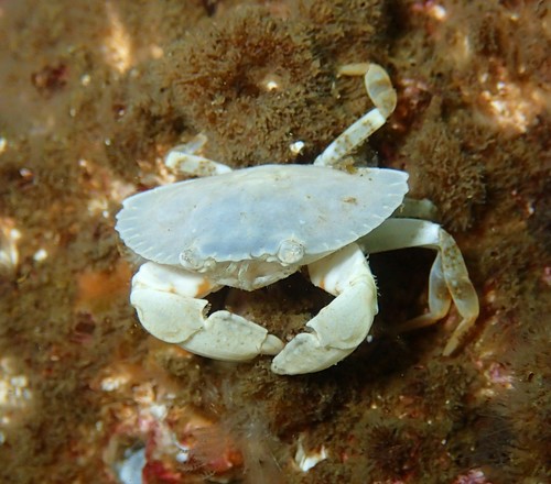Red Rock Crab, photo 6 of 10