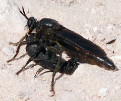 Ospriocerus