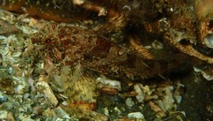 Artedius harringtoni