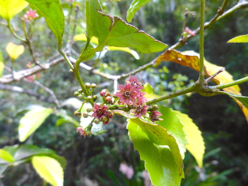 Image of Daphnandra tenuipes by (c) Kiri Bee, some rights reserved (CC BY)