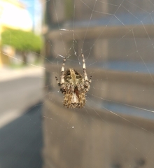 Neoscona crucifera