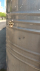 Neoscona crucifera
