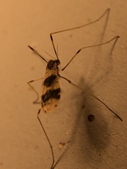 Erioptera venusta