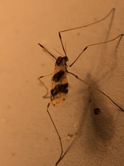 Erioptera venusta