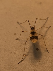 Erioptera venusta