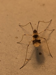Erioptera venusta
