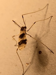 Erioptera venusta