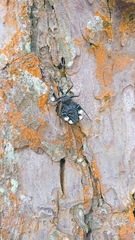 Yolinus albopustulatus