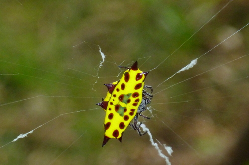 colorful Gasteracantha species on Cape York Peninsula