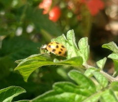 Harmonia axyridis