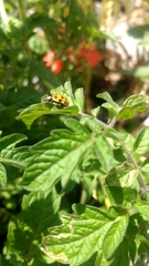 Harmonia axyridis