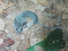 Osgoodomys banderanus