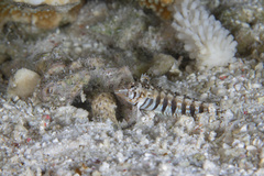 Parapercis australis