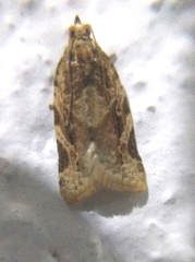 Argyrotaenia