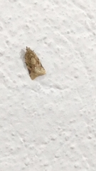 Argyrotaenia