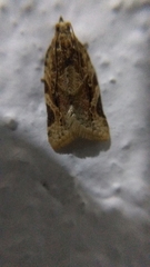 Argyrotaenia