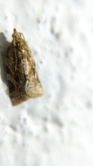 Argyrotaenia