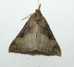 Hypena edictalis