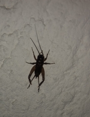 Gryllinae