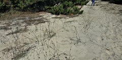 Juncus breweri