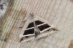 Grammodes bifasciata