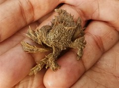 Pilumnus vespertilio