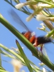 Sphex ichneumoneus