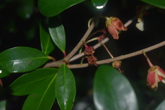 Ternstroemia