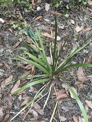 Iris foetidissima