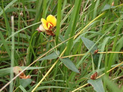 Platylobium obtusangulum